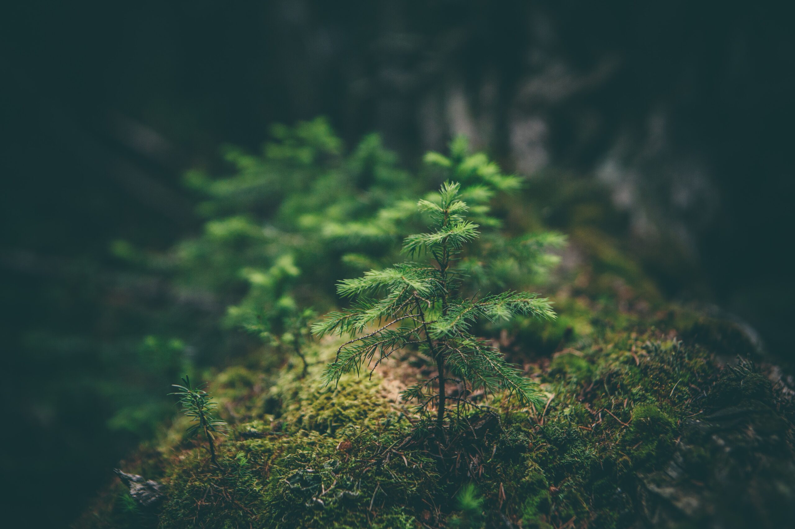 matthew-smith-Rfflri94rs8-unsplash